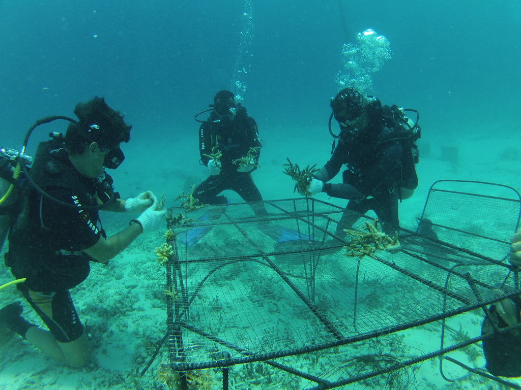 implantation_of_corals.jpg