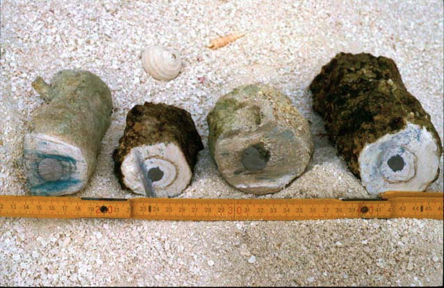 mineral_accretion_sample.jpg